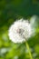 beautiful dandelion under a bright Sun