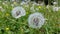 Beautiful dandelions