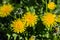 Beautiful dandelions blooming in the garden, close up shot