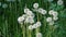 Beautiful dandelions close-up on green grass summer