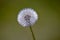 Beautiful Dandelions in the garden