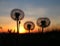 Beautiful dandelions at sundown