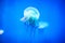 Beautiful and dangerous animal of the underwater world. Sea jellyfish swims in aquarium