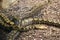 Beautiful dangerous snake silent stealth reptile venom