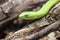 Beautiful dangerous snake silent stealth reptile venom