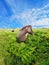 Beautiful danish horse in a field