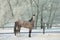 Beautiful dapple gray horse in winter farm