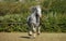 Beautiful dapple grey horse running on the field