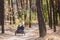 Beautiful dappled-grey horse harnessed by sulky cart with three riders going fast through autumn forest on a dust rural toad, back