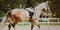 A beautiful dappled horse with a rider in the saddle is trotting at a dressage competition on a summer day. Equestrian sports.