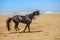 beautiful dark arabian stallion galloping