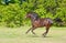 Beautiful dark bay Arabian horse galloping