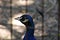 Beautiful with dark blue feathers head of a pheasant with bristles sticking out on the crown. Gently looking out of the