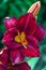 Beautiful dark burgundy daylily flower in the garden on a flower bed