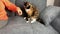 Beautiful dark domestic cat sits on a gray sofa and bites a girl, pet behavior concept, close-up
