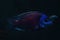 Beautiful dark fish swim in dark water