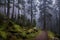 Beautiful dark green mossy mountain hill coniferous pine forest woods view with path between old trees