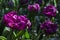 Beautiful dark pink peonies in the sunlight. Pink flowers are blooming