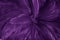 Beautiful dark purple bird feathers pattern texture background