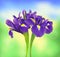 Beautiful dark purple iris flower over bright nature