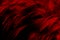 Beautiful Dark Red Feathers Texture on Black. Swan Feathers Background.