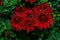 Beautiful dark red Korean Chrysanthemums Latin: Chrysanthemum koreanum close-up. Blooming autumn flowers