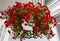 Beautiful dark red Petunia hanging in flower pot.