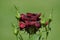 Beautiful dark red rose with fresh dew drops and buds