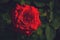 Beautiful dark red rose in the garden, top view. Maroon luxury rose on a blurred dark green background