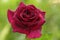 Beautiful dark red rose on green nature background, The Red roses meaning love, The flower popularly given as gifts for couples on