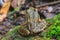 Beautiful Dark-sided Frog in forest