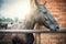 Beautiful dark stallion horse in paddock on farm