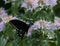 Beautiful dark swallowtail visiting bee balm flower in a field