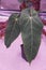 Beautiful dark and velvety leaves of Anthurium Angamarcanum, a popular rare houseplant collector