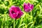 Beautiful dark vinous or pink tulip