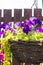 Beautiful, dark violet petunia in the hanging basket