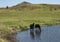 Beautiful Dartmoor ponies with foals, take a refreshing dip and drink on a hot Summer day on Dartmoor