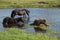 Beautiful Dartmoor ponies with foals, take a refreshing dip and drink on a hot Summer day on Dartmoor