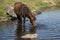 Beautiful Dartmoor ponies with foals, take a refreshing dip and drink on a hot Summer day on Dartmoor