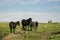 Beautiful Dartmoor ponies with foals, take a refreshing dip and drink on a hot Summer day on Dartmoor