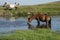 Beautiful Dartmoor ponies with foals, take a refreshing dip and drink on a hot Summer day on Dartmoor