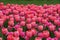 Beautiful Darwin Hybrid tulip `Pink Impression` flowers at full bloom