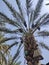 Beautiful Date Palm