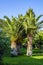 Beautiful date palms outdoors on a sunny morning. Greece.