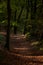 Beautiful day forest walking way path tree foliage autumn Cork Ireland