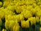 Beautiful Daydream Yellow Tulips Flowers Image. Many yellow tulips blooming in the garden.