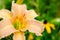 Beautiful Daylily