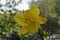 Beautiful daylily flower on blurred natural background. Closeup view