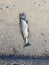 Beautiful dead fish on sidewalk washed up from Lake Michigan