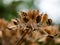 Beautiful dead flower head seeds old outside wild